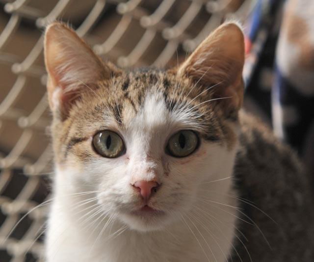 Pepper